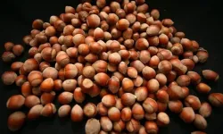 Türkiye'den iki ayda 388 milyon doları aşkın fındık ihracatı geliri