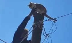 Köpeklerden korkan kedi elektrik direğinde mahsur kaldı