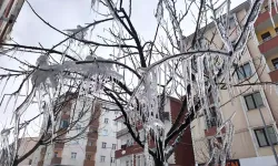 Kars’ta dondurucu soğuk: Ağaç dallarında buz sarkıtları oluştu
