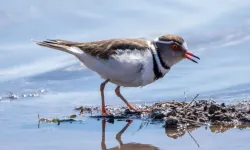 'Takkeli Cılıbıt' Türkiye’de ilk kez görüldü!