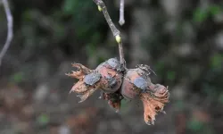 Tarımsal zararlılara yerli biyolojik çözüm