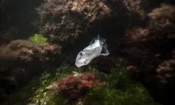 Yurt genelinde denizlerden  325 bin ton atık temizlendi