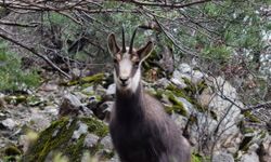 Türkiye’de en düşük rakımda sadece Gümüşhane’de görülüyor