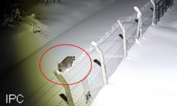 Ordu'da nesli tükenmekte olan vaşak görüntülendi