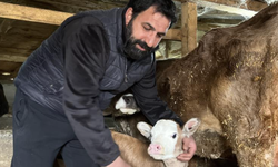 Artvin'de hasta doğan buzağıları buhar makinesiyle hayata bağlıyor