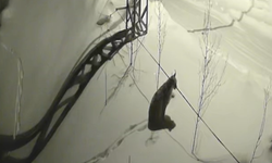 Bayburt'ta köye inen vaşak güvenlik kamerasında: Yol kenarında durup çevreyi izledi