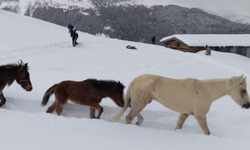 Artvin’de mucize kurtuluş! Aylar sonra bulundular