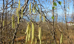 Fındıkta doğru bilinen yanlışlara karşı uyardı
