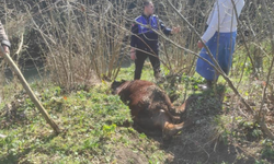 Kanala düşen ineği zabıta kurtardı