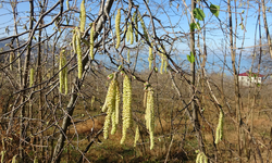 Fındıkta doğru bilinen yanlışlara karşı uyardı!