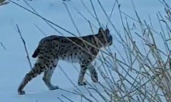 Bayburt'ta karlı arazide görülen vaşak vatandaşları heyecanlandırdı