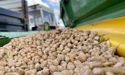 Bayburt’ta üreticilere yüzde 75 hibeli nohut tohumu desteği