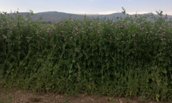 Bayburt’ta yüzde 50 hibeli bezelye tohumu desteğinde başvurular 23 Mart’ta başlıyor