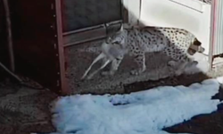 Bayburt'ta vaşağın tavşan avı kamerada