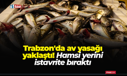 Trabzon'da av yasağı yaklaştı! Hamsi yerini istavrite bıraktı