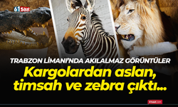 Trabzon Limanında akıl almaz görüntüler! Kargodan timsah, aslan, su aygırı çıktı...