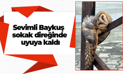 Sevimli Baykuş sokak direğinde uyuya kaldı