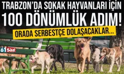Trabzon'da sokak hayvanları için dev adım! Orada serbestçe dolaşacaklar...