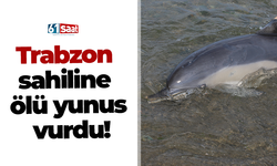 Trabzon sahiline ölü yunus vurdu!
