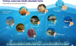 Türkiye sularında 39 tür tehdit altında