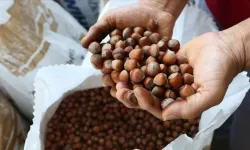 Fındık ihracatından 3 ayda 658 milyon doları aşkın gelir