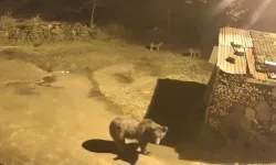 Artvin’de aç kalan ayılar, tilkilerle birlikte köylere indi