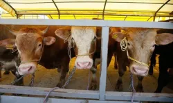 2026 Kurban Hizmetleri Tebliği Yürürlüğe Girdi!