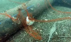 1,5 milyon deniz canlısı kurtarıldı