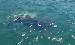 Rize'de nadir görülen deniz kaplumbağası balıkçının kamerasına yansıdı