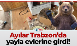 Ayılar Trabzon’da yayla evlerine girdi!