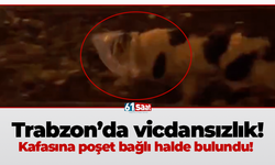 Trabzon’da vicdansızlık! Kafasına poşet bağlı halde bulundu