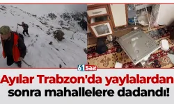 Ayılar Trabzon'da yaylalardan sonra mahallelere dadandı!