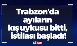 Trabzon'da ayıların kış uykusu bitti, istilası başladı!
