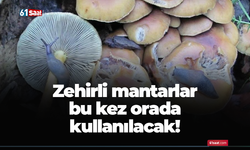 Zehirli mantarlar bu kez orada kullanılacak!
