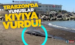 Trabzon'da üzücü görüntüler iki yunus kıyıya vurdu!