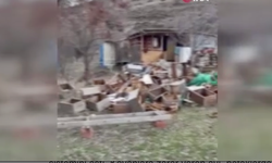 Ayıya elektrikli tuzak bile engel olamadı!