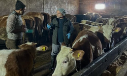 Aydıntepe'nin 23 köyünde ve 4 mahallesinde şap aşılama kampanyası tamamlandı