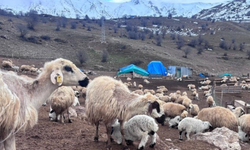 Bayburt’ta küçükbaş hayvancılığa destek başvuruları sürüyor