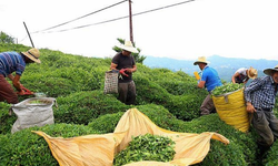 Çay ihracatında dikkat çeken sıçrama!