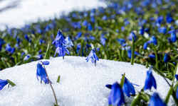 Kadıralak Yaylası'ndaki mavi yıldız çiçekleri kar altında kaldı!