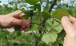 Fındıkta verim düşüklüğü maliyeti artırıyor