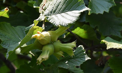 Orta ve Doğu Karadenizli üreticiler fındıkta iyi verim için sahada