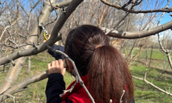 Bayburt'ta meyve ağaçlarında budama çalışmaları devam ediyor