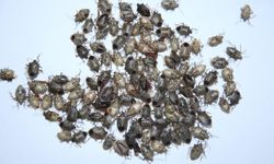 Fındık üreticisinin baş belası... Trabzon'da metruk binalara müdahale!