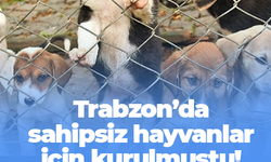 Trabzon’da sahipsiz hayvanlar için kurulmuştu! Ortahisar'da asıl üye belli oldu