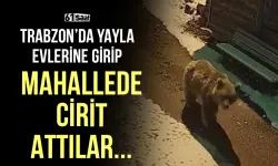 Trabzon'da yayla evlerine girip, mahallede cirit attılar!