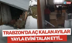 Trabzon'da aç kalan ayılar, pencereden girdiği yayla evini talan etti!