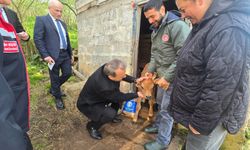 Trabzon'da ilk yavrular dünyaya geldi...
