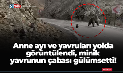 Anne ayı ve yavruları yolda görüntülendi, minik yavrunun çabası gülümsetti!