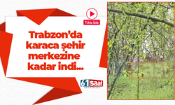 Trabzon’da doğaya salınan karaca şehir merkezine kadar indi